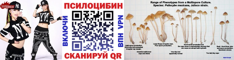 закладки  Западная Двина  Псилоцибиновые грибы Psilocybe 